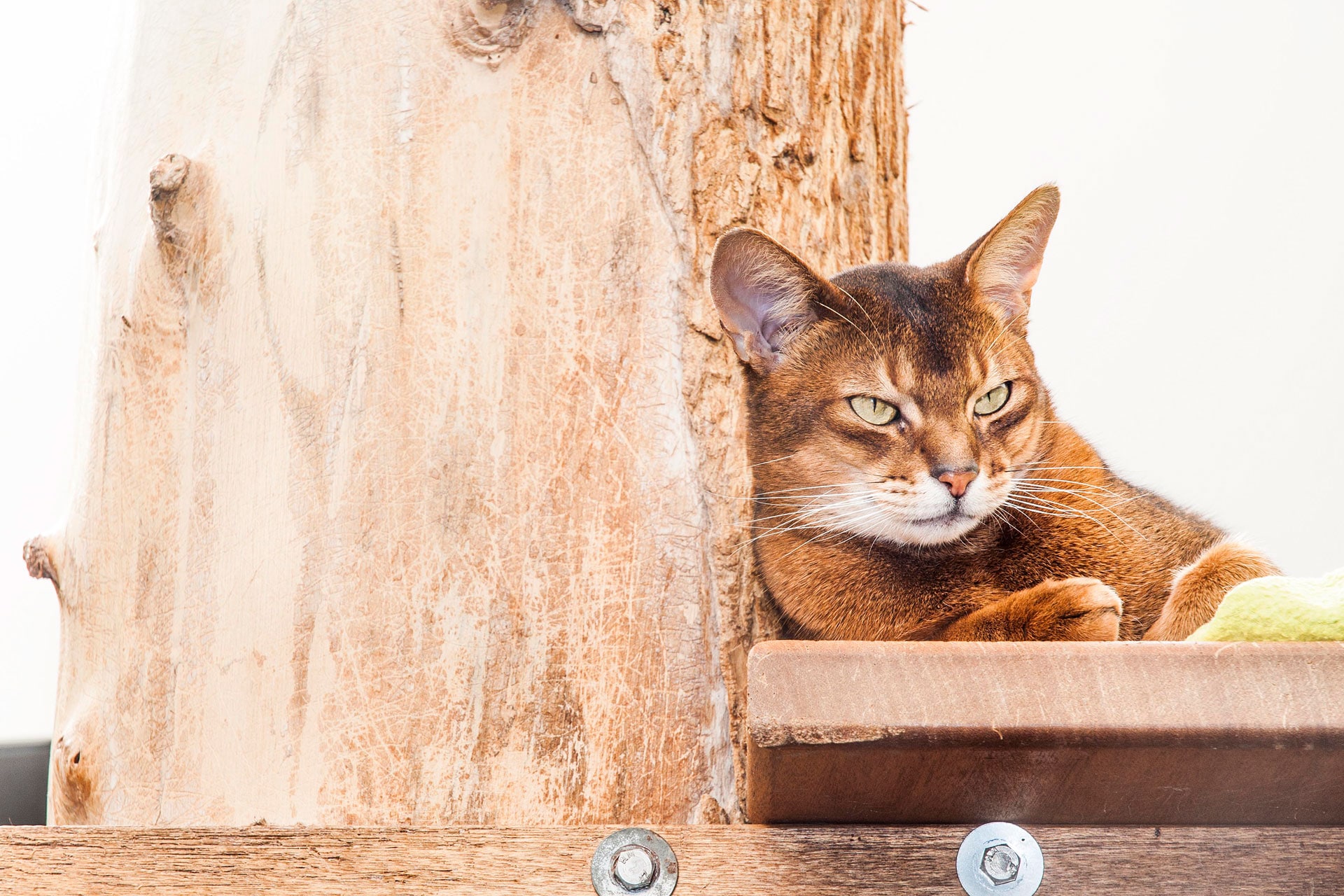 kattenopvang dierenpension tussenwijck