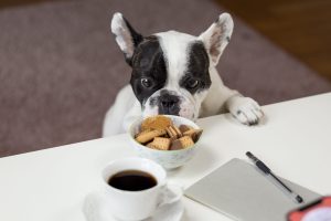 Hond die probeert chocolade te eten.